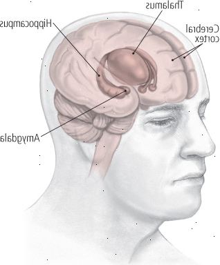 Áreas do cérebro afetadas pela depressão