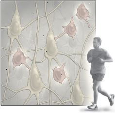 Exercício e neurogênese