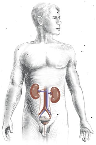 O sistema urinário: vista anterior, mostrando a relação entre os rins, ureteres, bexiga urinária, e uretra.