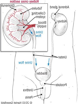 Seus rins e do trato urinário