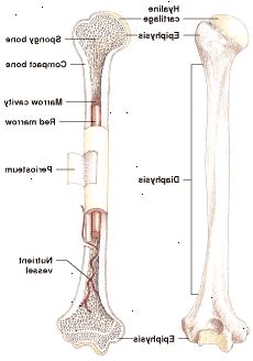 Anatomia dos ossos longos: medula amarela ainda pode produzir células sanguíneas quando necessário.