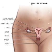 Anatomia da região pélvica feminina