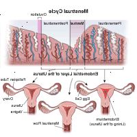 Ilustração do ciclo menstrual