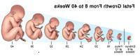 Ilustração demonstrando crescimento fetal por 8 e 40 semanas