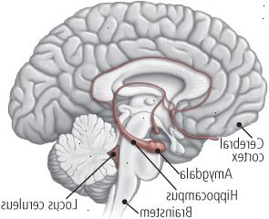 O cérebro e ansiedade