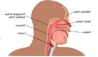 Anatomia do nariz e da garganta