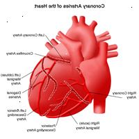 Ilustração da anatomia do coração, vista das artérias coronárias