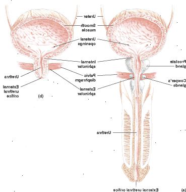 A bexiga e da uretra de um macho (um) e uma fêmea (b)