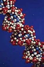 Imagem de um modelo de uma fita de DNA, ampliado