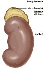 Glândula adrenal