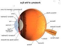 Anatomia do olho, interno
