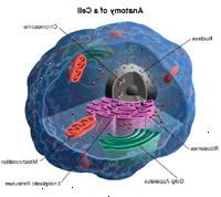 Anatomia de uma célula