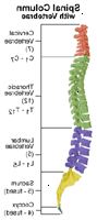 Anatomia da coluna vertebral com vértebras