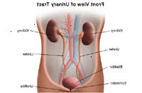 Ilustração da anatomia do sistema urinário, vista de frente