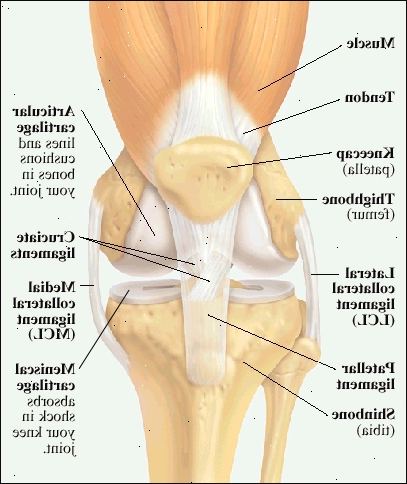 Vista frontal do joelho mostrando conjunta músculo da coxa e tendão ligado a patela (rótula). Fim de fêmur (fêmur) e no topo da tíbia (tíbia) são revestidos e almofadados com cartilagem articular. Cartilagem do menisco no topo da tíbia absorve o choque na articulação do joelho. Ligamento colateral lateral (LCL) detém thighbone a tíbia do lado de fora do joelho. O ligamento colateral medial (LCM) mantém thighbone a tíbia no interior lado do joelho. O ligamento patelar liga a patela frente de tíbia. Ligamentos cruzados segurar inferior do fêmur ao topo da tíbia.