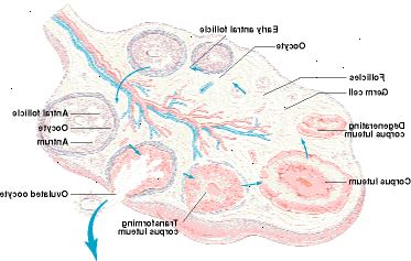 Estrutura do ovário