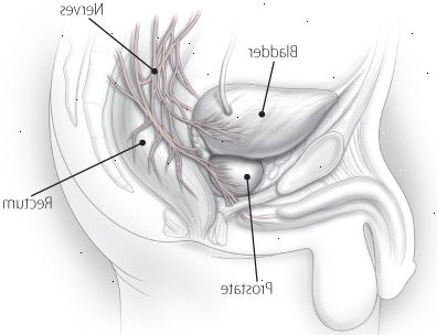 A próstata e seus nervos