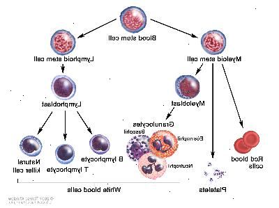 Desenvolvimento de células de sangue; desenho mostra as etapas de uma célula-tronco do sangue atravessa para se tornar uma célula vermelha do sangue, plaquetas, ou glóbulos brancos. Uma célula estaminal mielóide torna-se uma célula de sangue vermelho, uma plaqueta ou um mieloblasto, que então se torna uma granulócitos (os tipos de granulócitos são eosinófilos, basófilos e neutrófilos). Uma célula-tronco linfóide se torna um Linfoblastos e, em seguida, torna-se um linfócito B, linfócitos T, ou células matadoras naturais.