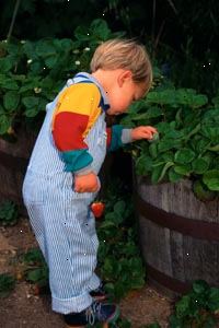 Imagem do menino colhendo morangos