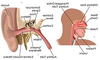 Anatomia do ouvido, nariz e garganta