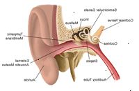 Anatomia da orelha
