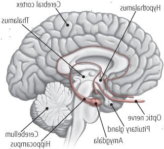 Dentro do cérebro