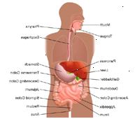 Ilustração da anatomia do sistema digestivo, adulto