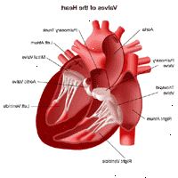 Anatomia do coração, vista das válvulas
