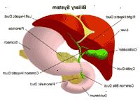 Ilustração da anatomia do sistema biliar