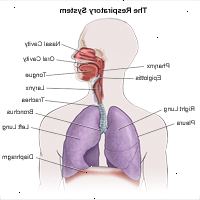 Ilustração da anatomia do sistema respiratório