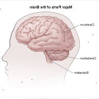 Ilustração de vista lateral do cérebro e divisões em cérebro, cerebelo e tronco cerebral