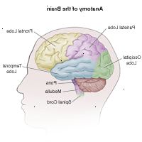 Ilustração da anatomia do cérebro adulto