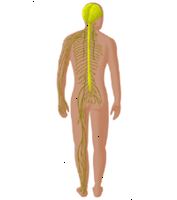 Ilustração do sistema nervoso