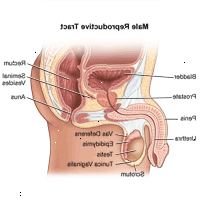 Ilustração da anatomia do trato reprodutivo masculino