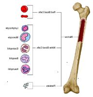 Anatomia de um osso, mostrando as células sanguíneas