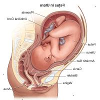 Ilustração do feto in utero