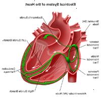 Ilustração da anatomia do coração, vista do sistema elétrico