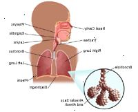 Anatomia do sistema respiratório, criança