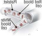 As células do sangue e plaquetas