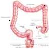 Clique para ampliar: close-up do intestino grosso